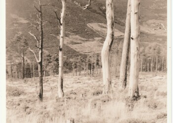 Remains of Broad Law wood, 2025. Lith print on expired VC RC paper. (8"x8").