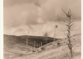Remains of Broad Law wood, 2025. Lith print on expired VC RC paper. (8"x8").