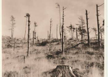 Remains of Broad Law wood, 2025. Lith print on expired VC RC paper. (8"x8").