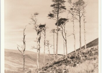Remains of Broad Law wood, 2025. Lith print on expired VC RC paper. (8"x8").