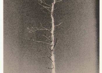 Dead Spruce, Broad Law, 2025. Lith print on expired RC G2 paper. (8"x10").