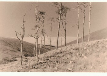 Remains of Broad Law wood, 2025. Lith print on expired VC RC paper. (8"x10").