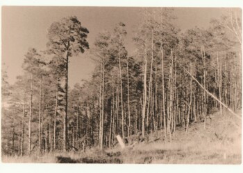 Remains of Broad Law wood, 2025. Lith print on expired VC RC paper. (8"x10").