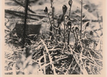 Chicken wire and Fern fronds, front garden, 2025. Silver print on expired RC bromide paper. (8"x10").