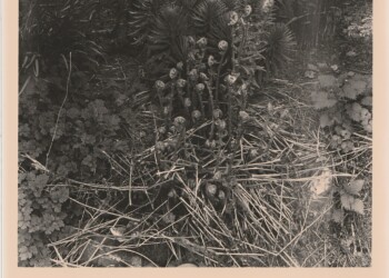Fern fronds and Lilium leaves, front garden, 2025. Silver print on expired RC bromide paper. (8"x10").
