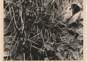 Fern fronds and Holly, back garden, 2025. Silver print on expired RC bromide paper. (8"x10")