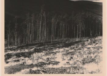 Remains of Broad Law wood, 2025. Silver print on expired RC bromide paper. (8"x10").