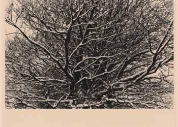 Snow on Beech trees, by Lotus Lodge, 2025. Silver print on expired RC bromide paper. (8"x10").