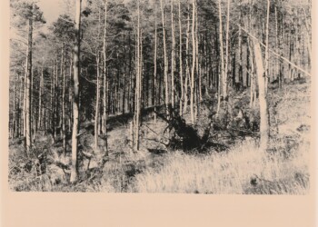 Remains of Broad Law wood, 2025. Silver print on expired RC bromide paper. (8"x10").