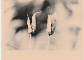 Aquilegia seed pods, front garden, 2025. Silver print on expired RC bromide paper. 8"x10".