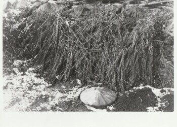 Fern used to make developer, back garden, 2026. Fern based developer negative and print on expired Jessops RC G2 Glossy 8"x10" paper.