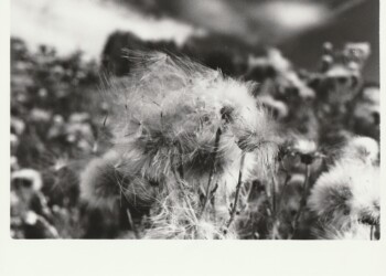 Thistle seed heads, on return from Capenoch Loch Long Cairn, 2025. Lichen based developer print on expired Jessops RC G2 Glossy 8"x10" paper. (Print 2026).