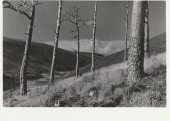 Remains of Broad Law wood, 2025. Lichen based developer print on expired Jessops RC G2 Glossy 8"x10" paper. (Print 2026)