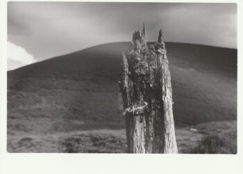 Lichen and sheep's wool on old fence post, Glencrieff, 2025. Lichen based developer print on expired Jessops RC G2 Glossy 8"x10" paper. (Print 2026).