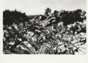 Bracken surrounding Capenoch Loch Long Cairn, 2025. Lichen based developer print on expired Jessops RC G2 Glossy 8"x10" paper. (Print 2026).