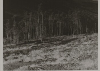 Remains of Broad Law wood, 2025. Rosehip based developer (added vitamin C) print on expired Jessops RC VC Glossy 8"x10" paper. (Print 2026).