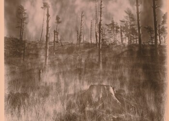 Remains of Broad Law wood, 2025. Cherry Laurel Lith Print (with exhausted developer causing chaotic infectious development?), 2026 (8"X10").