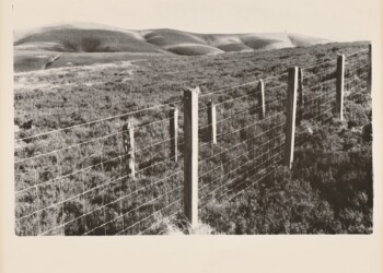 Back of the Dod Fence, 2026. Cherry Laurel based developer print on Ilford MGRC Pearl 8"x10" paper.