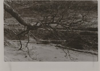 Sycamore limb, 2026. Cherry Laurel based developer print from Lichen based developer negative on expired Jessops RC VC Glossy 8"x10" paper.