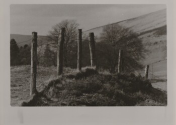 Cursed Earth Fence, 2026. Cherry Laurel based developer print from Lichen based developer negative on expired Jessops RC VC Glossy 8"x10" paper.
