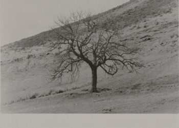Ash tree overlooking Meadowfoot Burial Enclosure, 2026. Jacob's Ladder based developer print on expired Jessops RC VC Glossy 8"x10" paper.