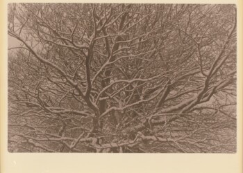Snow on Beech trees, by Lotus Lodge, 2025. Cherry Laurel Lith Print on expired Jessops RC VC Glossy 8"x10" paper.